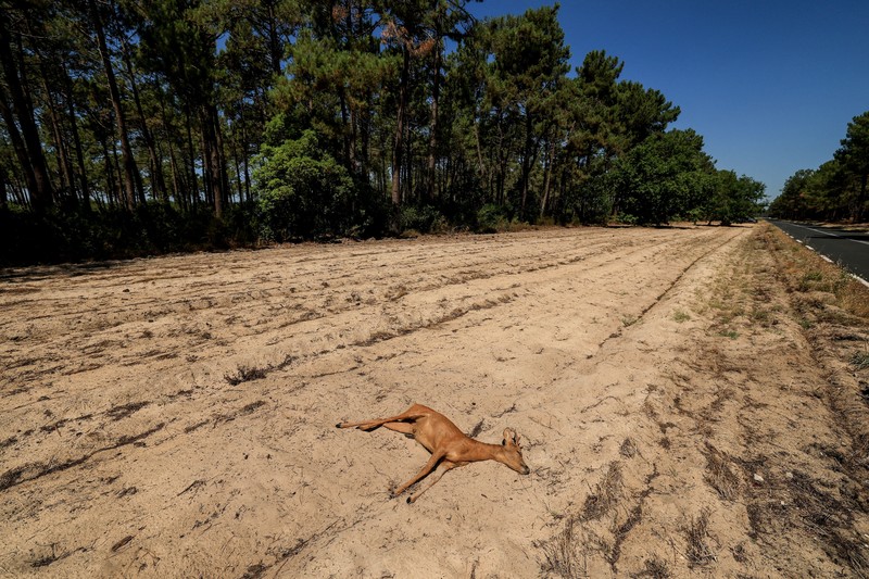 A drone view shows burnt buildings in an area affected by a wildfire in Le Porge, Gironde, amid drought conditions following a heatwave and water shortages across much of France, July 28, 2026. REUTERS/Yves Herman

     TPX IMAGES OF THE DAY