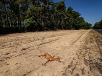 A dead animal lies next to a road, amid drought conditions following a heatwave and water shortages across much of France, in Biscarrosse, Landes departement, France, July 28, 2026. REUTERS/Yves Herman
