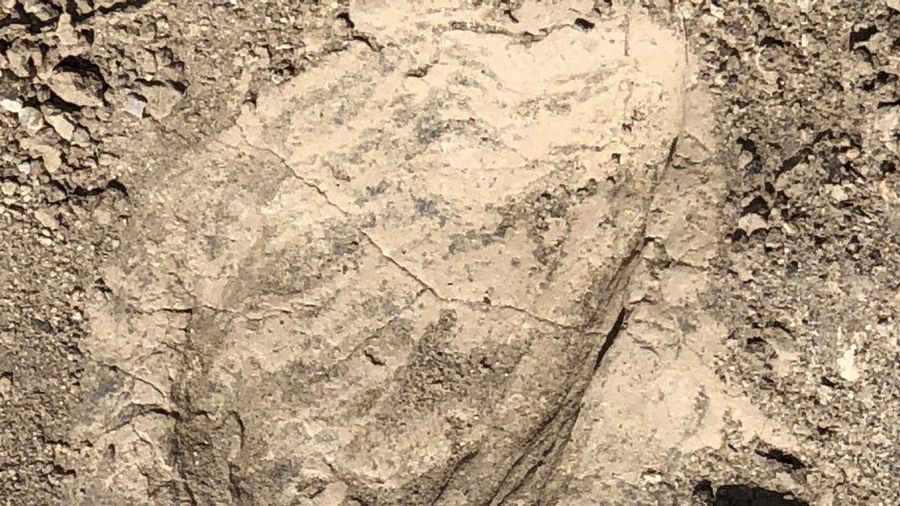 Jejak Kaki Fosil Kuno yang Ditemukan di Kenya Mungkin Mengisyaratkan Bahwa Kerabat Manusia Purba Berukuran Lebih Besar dari yang Diperkirakan Sebelumnya. (Dok. smithsonianmag)