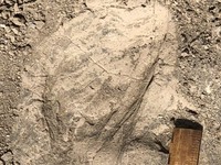 Jejak Kaki Fosil Kuno yang Ditemukan di Kenya Mungkin Mengisyaratkan Bahwa Kerabat Manusia Purba Berukuran Lebih Besar dari yang Diperkirakan Sebelumnya. (Dok. smithsonianmag)