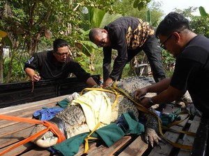 Penampakan Buaya 4,5 Meter yang Sempat Teror Tambak Warga di Sambas