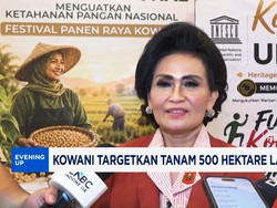 Kowani Targetkan Tanam 500 Hektare Lahan Sorgum