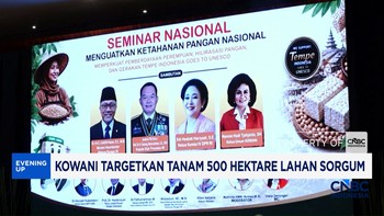 Kowani Targetkan Tanam 500 Hektare Sorgum, Dorong Pangan Bergizi Nasional