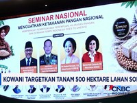 Kowani Targetkan Tanam 500 Hektare Sorgum, Dorong Pangan Bergizi Nasional