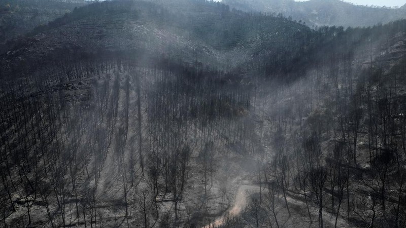 Lahan yang hangus terbakar akibat kebakaran hutan di dekat kota Castellon de la Plana, Spanyol, 28 Juli 2026.