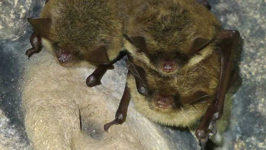 Little Brown Bat. (https://dwr.virginia.gov/Rick Reynolds)