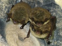 Little Brown Bat. (https://dwr.virginia.gov/Rick Reynolds)