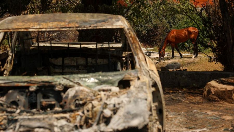 Seekor kuda merumput di lahan yang terbakar di desa El Tiemblo, saat kebakaran hutan terus melanda provinsi Avila dan Madrid, Spanyol, 28 Juli 2026. (REUTERS/Violeta Santos Moura)