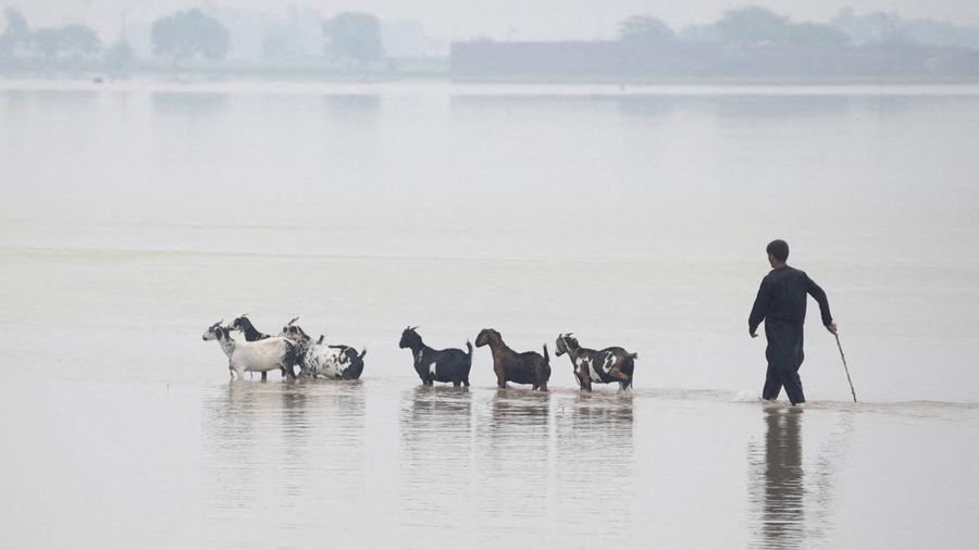 Seseorang dengan tongkat membimbing kawanan kambingnya melewati jalan yang tergenang air akibat hujan monsun, di Muridke, Pakistan, 28 Juli 2026.