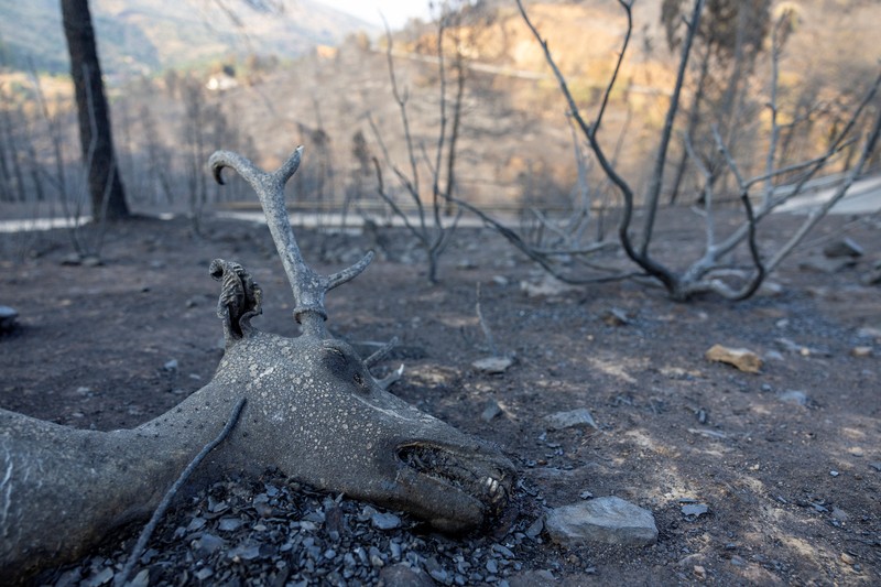 Luis Gonzalez berdiri di tengah-tengah properti yang terbakar dan rusak di desa El Tiemblo, saat kebakaran hutan terus melanda provinsi Avila dan Madrid, Spanyol, 28 Juli 2026. (REUTERS/Violeta Santos Moura)