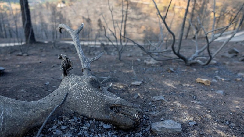 Sisa-sisa rusa yang terbakar tergeletak di tanah di hutan dekat El Tiemblo selama kebakaran hutan di provinsi Avila, Spanyol, 28 Juli 2026.