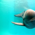 Yangtze finless porpoise