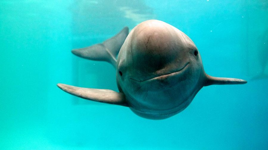 Yangtze finless porpoise