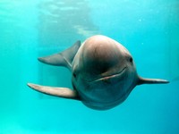 Yangtze finless porpoise