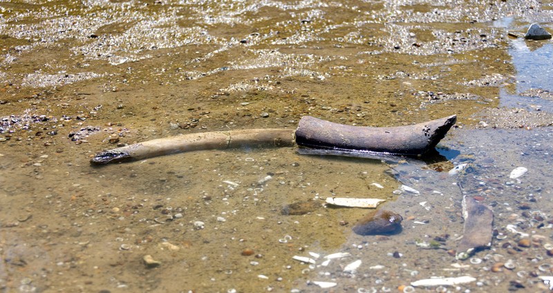 The remains of what historians believe is an ancient mammoth, which emerged after the Danube River's water level receded to a record low, lie on the riverbed near the village of Ryahovo, Slivo pole municipality, Bulgaria, in this handout image released on July 29, 2026. Lyuboslav Yordanov/Slivo pole municipality/Handout via REUTERS FOR EDITORIAL USE ONLY. NO RESALES. NO ARCHIVES