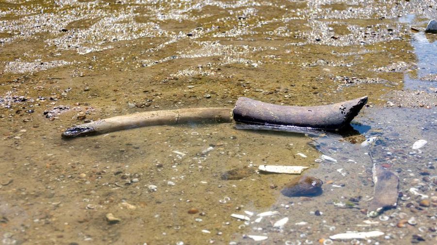 EUROPE-WEATHER/BULGARIA-MAMMOTH