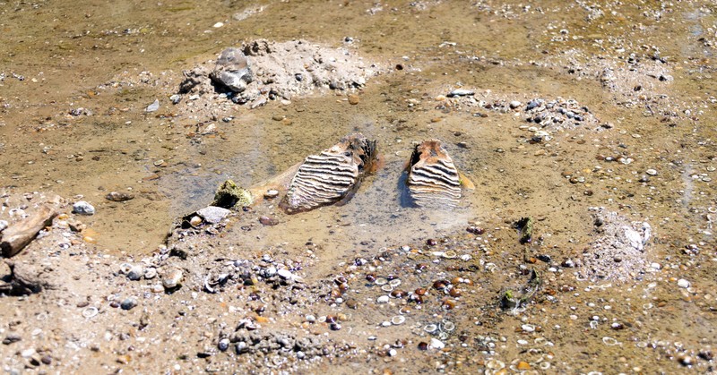 The remains of what historians believe is an ancient mammoth, which emerged after the Danube River's water level receded to a record low, lie on the riverbed near the village of Ryahovo, Slivo pole municipality, Bulgaria, in this handout image released on July 29, 2026. Lyuboslav Yordanov/Slivo pole municipality/Handout via REUTERS FOR EDITORIAL USE ONLY. NO RESALES. NO ARCHIVES
