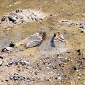 The remains of what historians believe is an ancient mammoth, which emerged after the Danube River's water level receded to a record low, lie on the riverbed near the village of Ryahovo, Slivo pole municipality, Bulgaria, in this handout image releas