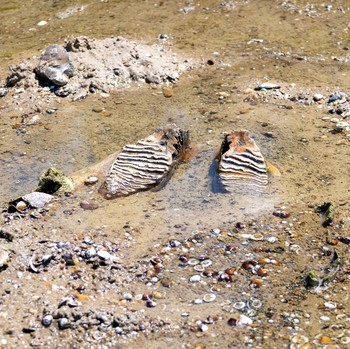 The remains of what historians believe is an ancient mammoth, which emerged after the Danube River's water level receded to a record low, lie on the riverbed near the village of Ryahovo, Slivo pole municipality, Bulgaria, in this handout image releas