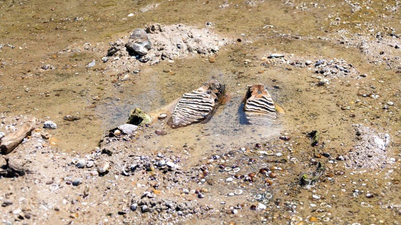 The remains of what historians believe is an ancient mammoth, which emerged after the Danube River's water level receded to a record low, lie on the riverbed near the village of Ryahovo, Slivo pole municipality, Bulgaria, in this handout image releas