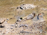 The remains of what historians believe is an ancient mammoth, which emerged after the Danube River's water level receded to a record low, lie on the riverbed near the village of Ryahovo, Slivo pole municipality, Bulgaria, in this handout image releas