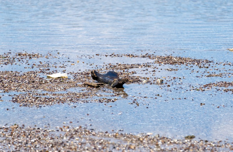 The remains of what historians believe is an ancient mammoth, which emerged after the Danube River's water level receded to a record low, lie on the riverbed near the village of Ryahovo, Slivo pole municipality, Bulgaria, in this handout image released on July 29, 2026. Lyuboslav Yordanov/Slivo pole municipality/Handout via REUTERS FOR EDITORIAL USE ONLY. NO RESALES. NO ARCHIVES