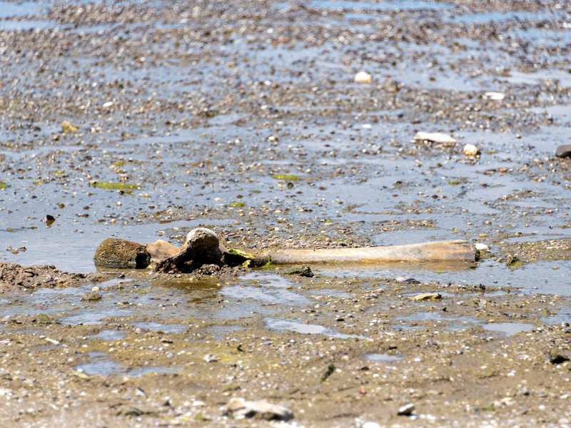The remains of what historians believe is an ancient mammoth, which emerged after the Danube River's water level receded to a record low, lie on the riverbed near the village of Ryahovo, Slivo pole municipality, Bulgaria, in this handout image released on July 29, 2026. Lyuboslav Yordanov/Slivo pole municipality/Handout via REUTERS FOR EDITORIAL USE ONLY. NO RESALES. NO ARCHIVES
