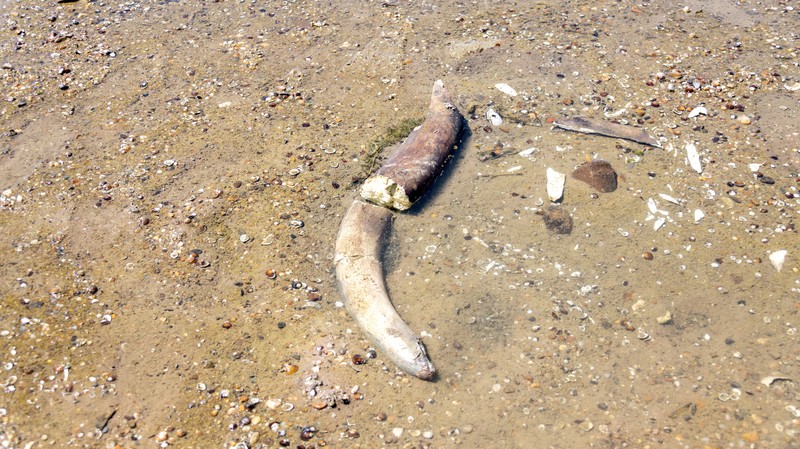 The remains of what historians believe is an ancient mammoth, which emerged after the Danube River's water level receded to a record low, lie on the riverbed near the village of Ryahovo, Slivo pole municipality, Bulgaria, in this handout image released on July 29, 2026. Lyuboslav Yordanov/Slivo pole municipality/Handout via REUTERS FOR EDITORIAL USE ONLY. NO RESALES. NO ARCHIVES