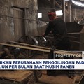 Mentan Sebut Perusahaan Penggilingan Padi Raih Rp 2 T/Bulan Saat Musim Panen