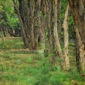 Pohon kayu putih. (Dok. PPK Kemayoran)