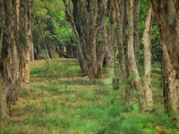 Pohon kayu putih. (Dok. PPK Kemayoran)