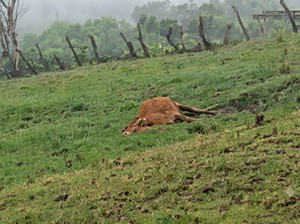 49 Sapi di TTS Mati Akibat Kedinginan