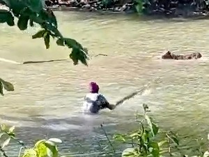 Jejak Teror Buaya Situ Habibie Sukabumi, 10 Ternak Lenyap-2 Warga Digigit