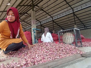 Harga Bawang Merah di Nganjuk Anjlok Jelang Panen Raya