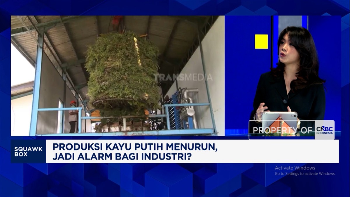 Video: Waspada! Ini Efek Buruk Anjloknya Produksi Minyak Kayu Putih RI