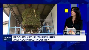 Waspada! Ini Efek Anjloknya Produksi Minyak Kayu Putih RI