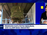 Waspada! Ini Efek Anjloknya Produksi Minyak Kayu Putih RI