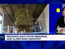 Waspada! Ini Efek Anjloknya Produksi Minyak Kayu Putih RI
