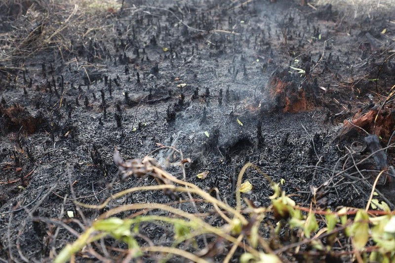 Tim gabungan Satgas Darat berjibaku memadamkan api dan mendinginkan lahan gambut yang terbakar di Desa Tumbangnusa, Kecamatan Jabiren Raya, Kabupaten Pulang Pisau, Kalimantan Tengah, Jumat (31/7). (Dok BNPB)