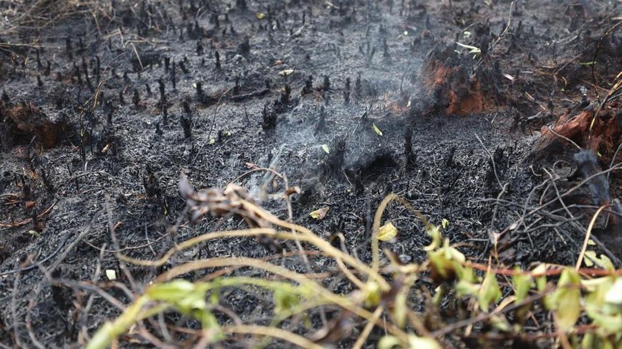 Kondisi lahan gambut yang berhasil dipadamkan oleh tim gabungan Satgas Darat penanganan darurat Karhutla