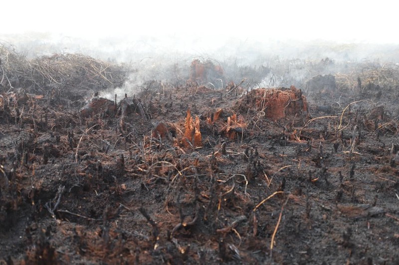 Tim gabungan Satgas Darat berjibaku memadamkan api dan mendinginkan lahan gambut yang terbakar di Desa Tumbangnusa, Kecamatan Jabiren Raya, Kabupaten Pulang Pisau, Kalimantan Tengah, Jumat (31/7). (Dok BNPB)