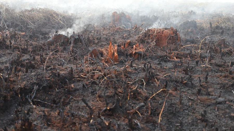 Kondisi lahan gambut yang berhasil dipadamkan oleh tim gabungan Satgas Darat penanganan darurat Karhutla di Desa Tumbangnusa, Kecamatan Jabiren Raya, Kabupaten Pulang Pisau, Kalimantan Tengah, Jumat (31/7). Selain dipadamkan, lahan juga didinginkan u