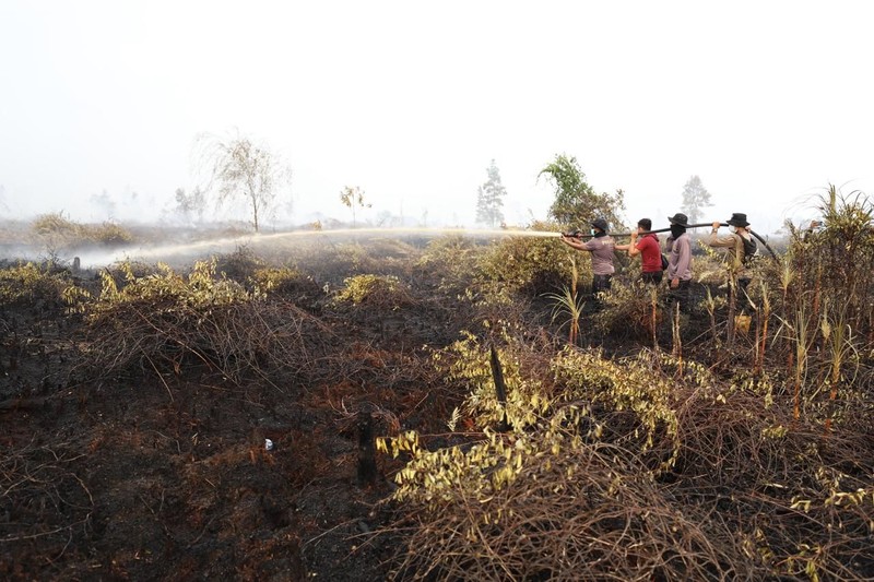 Tim gabungan Satgas Darat berjibaku memadamkan api dan mendinginkan lahan gambut yang terbakar di Desa Tumbangnusa, Kecamatan Jabiren Raya, Kabupaten Pulang Pisau, Kalimantan Tengah, Jumat (31/7). (Dok BNPB)