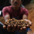 Petani memetik biji kopi robusta saat panen di salah satu perkebunan kopi di Kampung Wangun, Desa Karang Tengah, Kecamatan Babakan Madang, Kabupaten Bogor, Jawa Barat, Jumat (31/7/2026). (CNBC Indonesia/Tri Susilo)