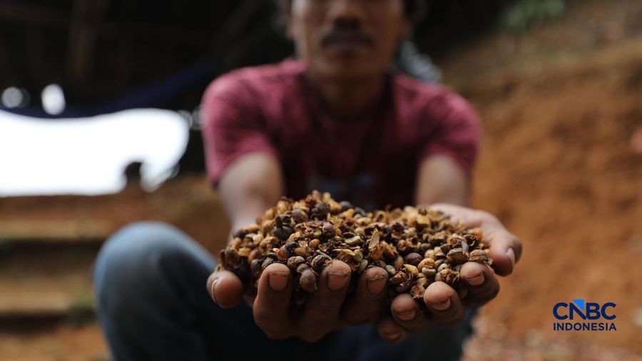 Petani memetik biji kopi robusta saat panen di salah satu perkebunan kopi di Kampung Wangun, Desa Karang Tengah, Kecamatan Babakan Madang, Kabupaten Bogor, Jawa Barat, Jumat (31/7/2026). (CNBC Indonesia/Tri Susilo)