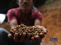 Petani memetik biji kopi robusta saat panen di salah satu perkebunan kopi di Kampung Wangun, Desa Karang Tengah, Kecamatan Babakan Madang, Kabupaten Bogor, Jawa Barat, Jumat (31/7/2026). (CNBC Indonesia/Tri Susilo)
