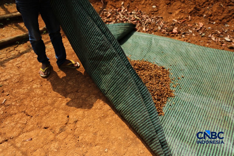 Petani memetik biji kopi robusta saat panen di salah satu perkebunan kopi di Kampung Wangun, Desa Karang Tengah, Kecamatan Babakan Madang, Kabupaten Bogor, Jawa Barat, Jumat (31/7/2026). (CNBC Indonesia/Tri Susilo)