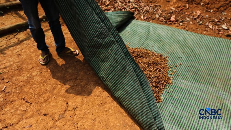 Petani memetik biji kopi robusta saat panen di salah satu perkebunan kopi di Kampung Wangun, Desa Karang Tengah, Kecamatan Babakan Madang, Kabupaten Bogor, Jawa Barat, Jumat (31/7/2026). (CNBC Indonesia/Tri Susilo)