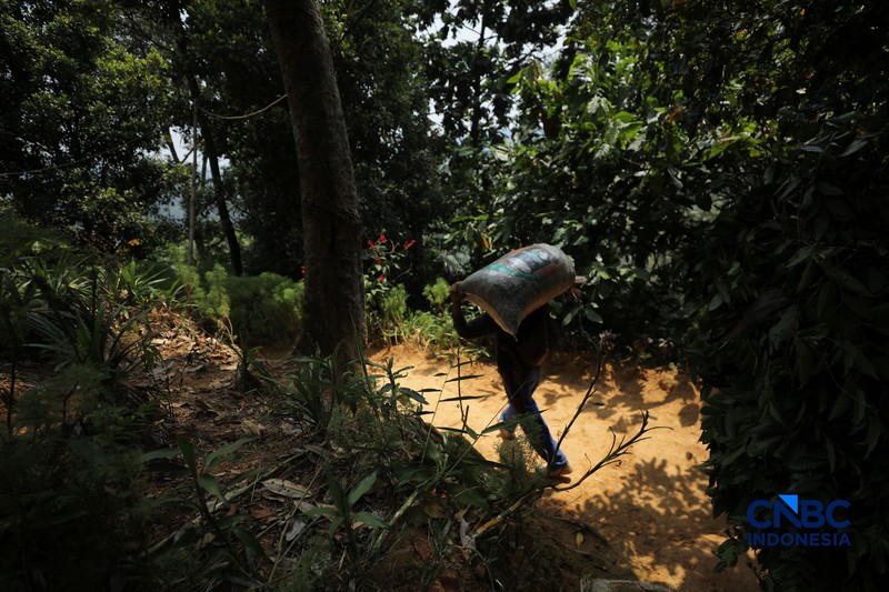 Petani memetik biji kopi robusta saat panen di salah satu perkebunan kopi di Kampung Wangun, Desa Karang Tengah, Kecamatan Babakan Madang, Kabupaten Bogor, Jawa Barat, Jumat (31/7/2026). (CNBC Indonesia/Tri Susilo)