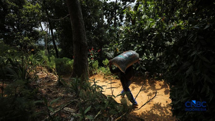 Petani memetik biji kopi robusta saat panen di salah satu perkebunan kopi di Kampung Wangun, Desa Karang Tengah, Kecamatan Babakan Madang, Kabupaten Bogor, Jawa Barat, Jumat (31/7/2026). (CNBC Indonesia/Tri Susilo)